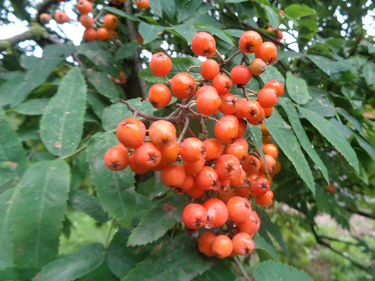 Рябина рано созрела - с суровой зиме.