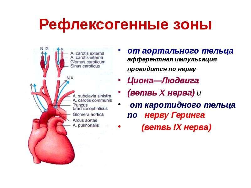 Рефлексогенные зоны сердца. Каротидный синус рефлексогенная зона. Сосудистые рефлексогенные зоны. Основные рефлексогенные зоны сердца. Каротидные и аортальные тельца.