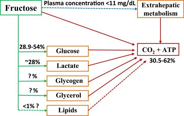 Sun SZ, Empie MW. Fructose metabolism in humans - what isotopic tracer studies tell us. Nutr Metab (Lond). 2012 Oct 2;9(1):89. doi: 10.1186/1743-7075-9-89