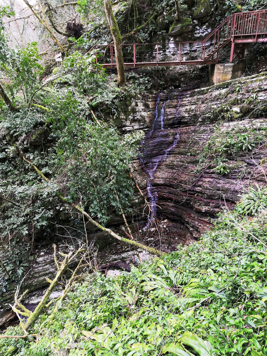 Сегодня побывали со своими кожаными хозяевами в очень интересном месте "Тисо-Самшитовая роща". Увидели вечно зелёный Самшит и могучий Тис💪 Возраст этих деревьев достигает 2000 лет😲 эти исполины выглядят очень внушительно, рядом с ними начинаешь чувствовать себя маленьким ребенком🤏😀 Приятно было отдалиться от городской суеты