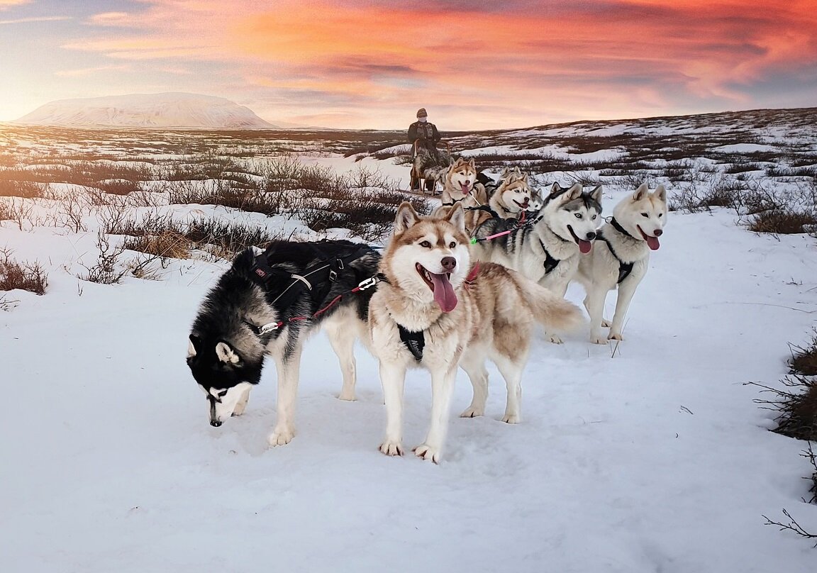 Собачья упряжка (Фото: https://pixabay.com/de/photos/island-hundeschlittenfahren-5121046/)