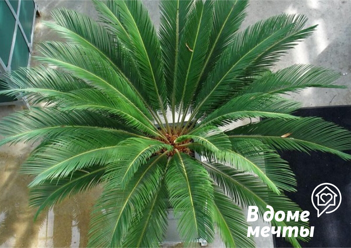 Цикас - шикарная домашняя пальма, которая украсит любой интерьер! | В доме  мечты! | Дзен