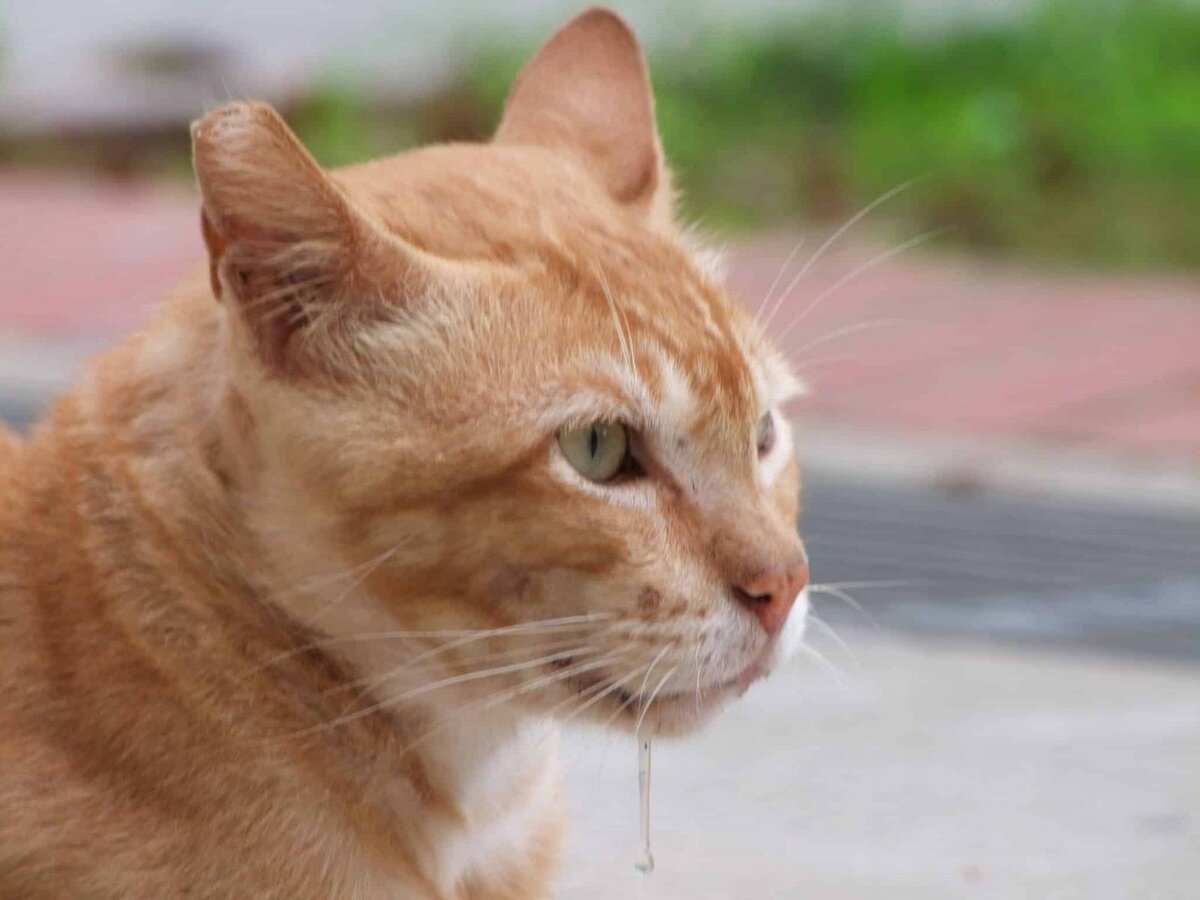 Течет слюна у взрослого. Drooling Cat. The Cat is drooling.