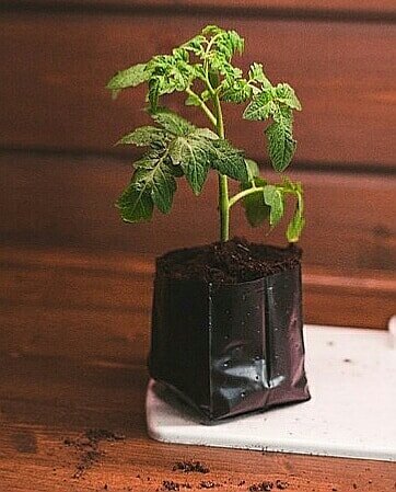 Раньше я использовала готовые мешочки для рассады - в сезон из продают в Пятерочке. Но потом придумала кое-что получше)) Источник фото - https://www.instagram.com/p/BrH1oLBnpZK/