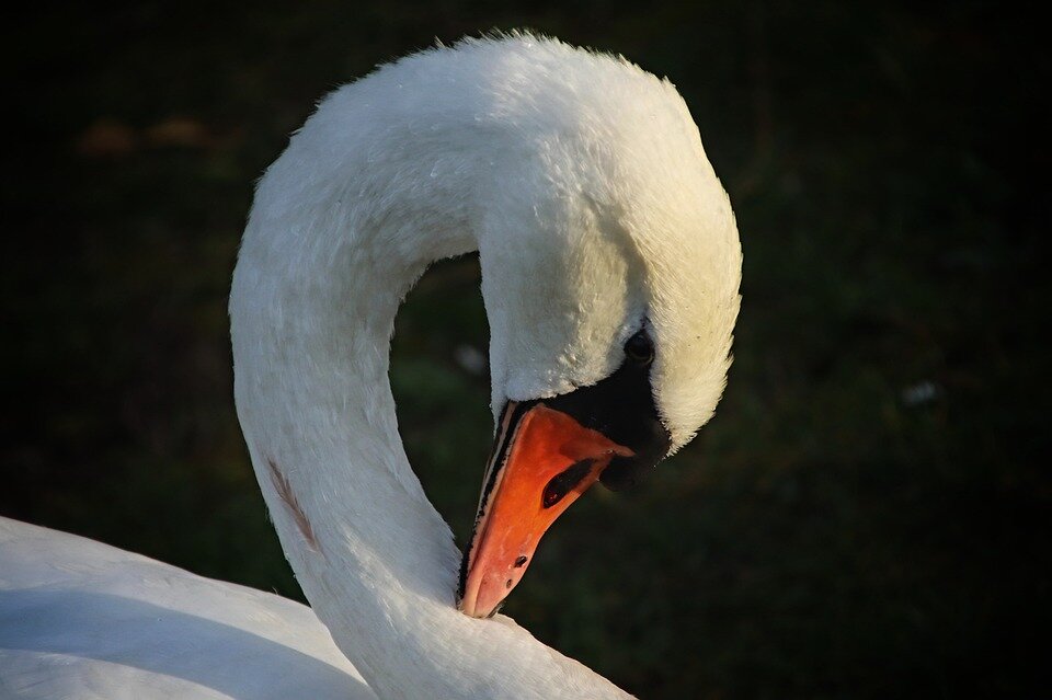 лебеди символизируют любовь