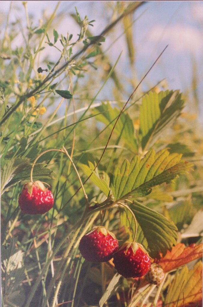 Подарок лета