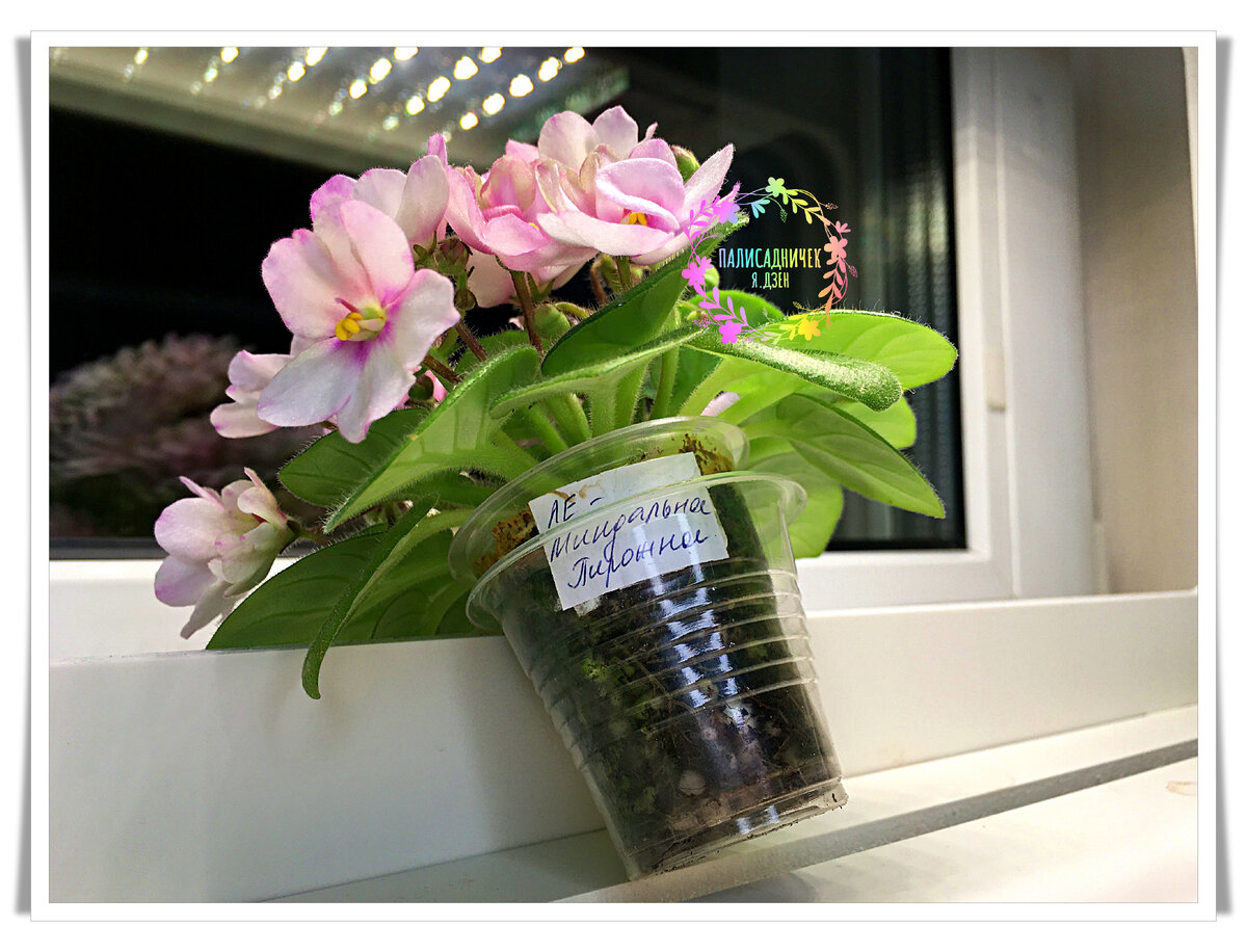 Видите, один в другой стаканчики вставлены. Размеры почти идентичны. Объём у обоих 50 мл, только форма отличается. Во внешнем стаканчике дырок нет, во внутреннем — есть. Посмотрите следующее фото, пожалуйста. Листайте. ⏩⏩