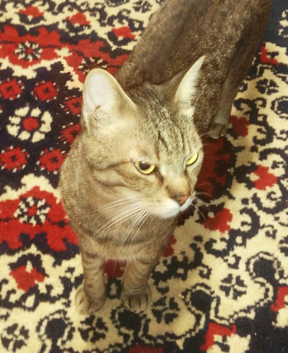 Бусый (он же Бусь, он же Буся, он же Бусь-Бусь)