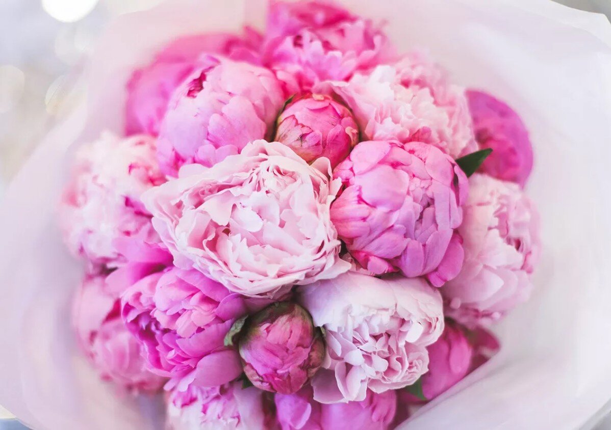 Пи ны. Пионы розовидные. Букет с пионами. Пион Paeonia Bouquet perfect. "Букет пионов" (acf048).