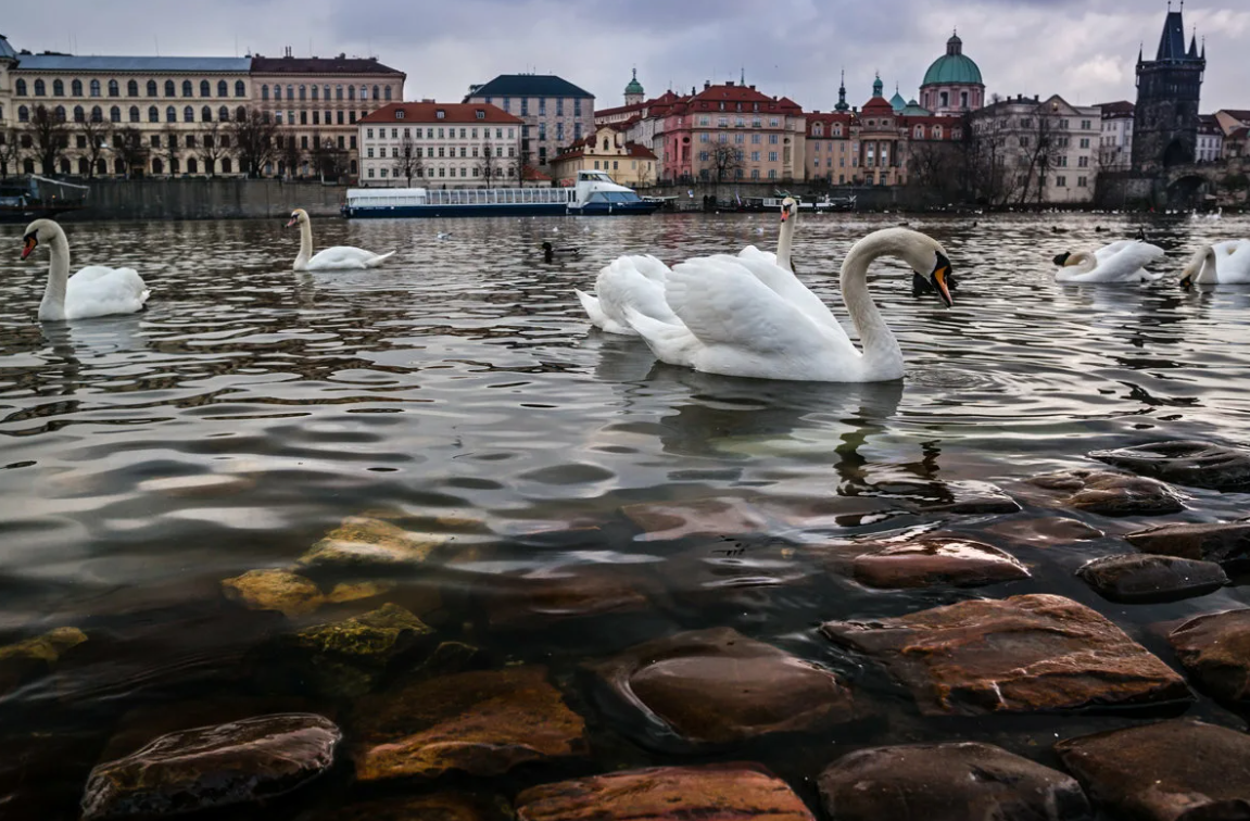 Лебеди Темзы и вороны Тауэра (одни принадлежат королеве, другие содержатся государством)