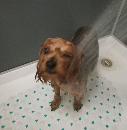 Ненавижу мыться!!!