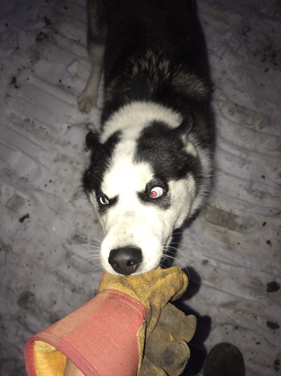 Самый весёлый пёс которого я видел за всю свою жизнь припёрся сеголня к нам на работу