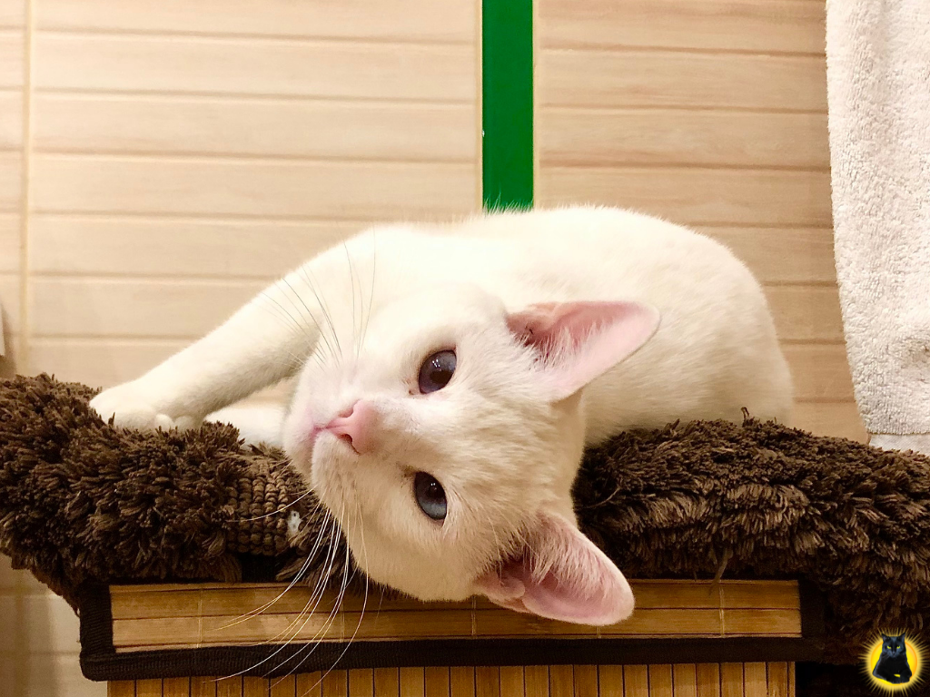 Косенький Аруся