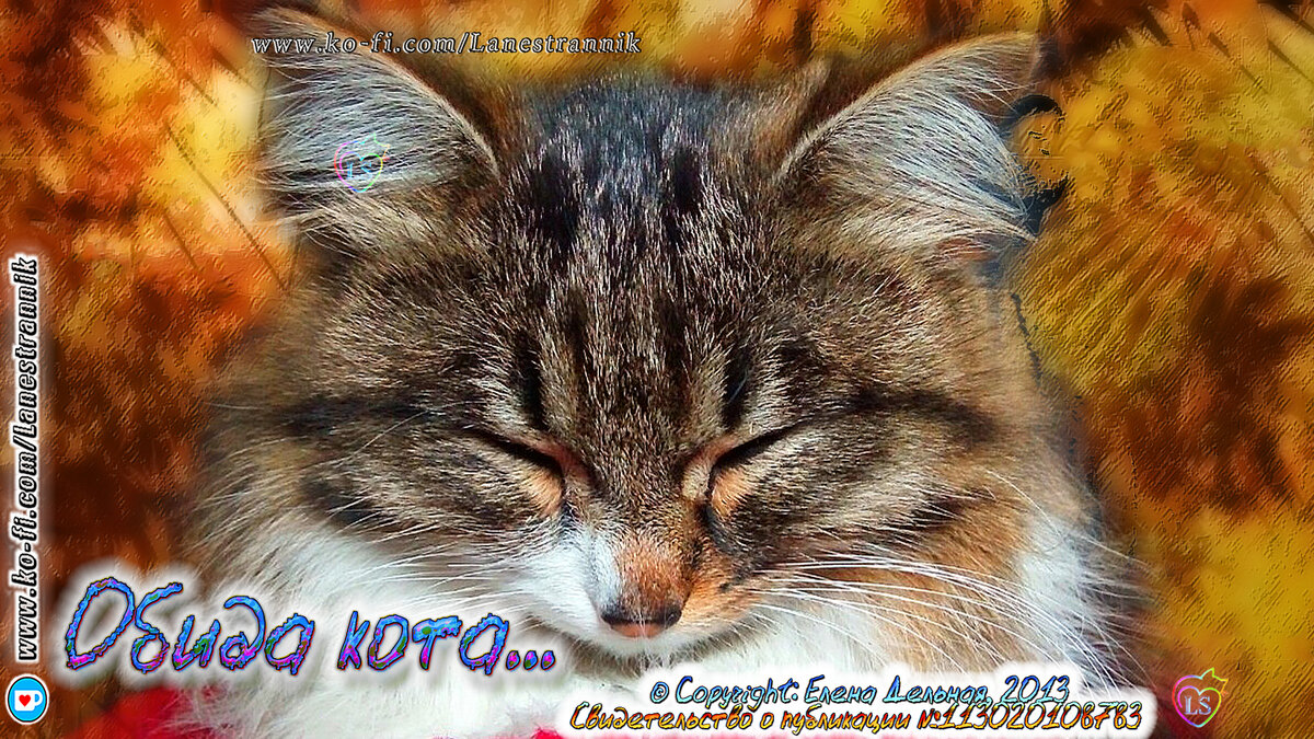 Котик. Фото котика. Фото кошки. Котик обиделся. Обида кота. © Copyright LaneStrannik (фото коллаж автора)