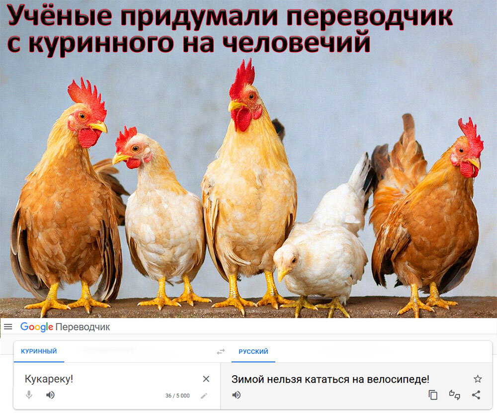 перевод с куринного (коллаж автора).