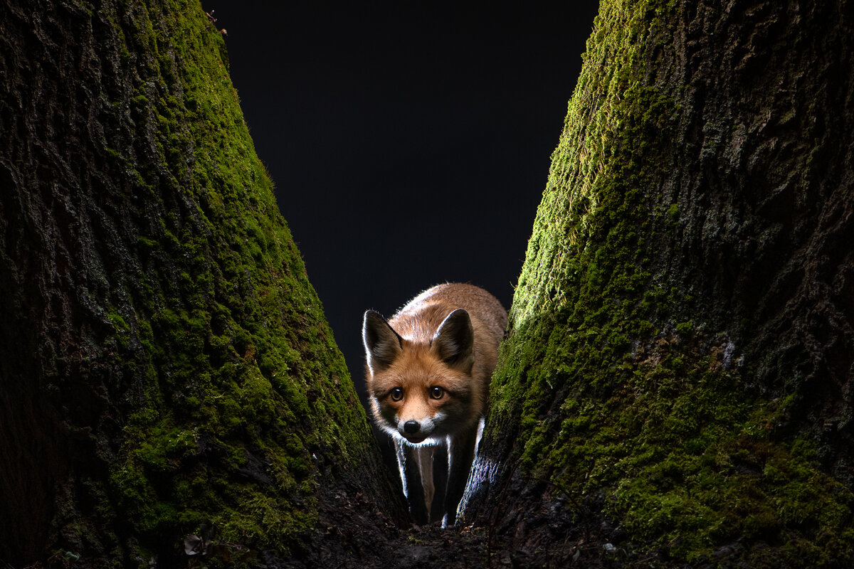 © Milan Radisics, Hungary, Finalist, Professional, Wildlife & Nature, 2022 Sony World Photography Awards