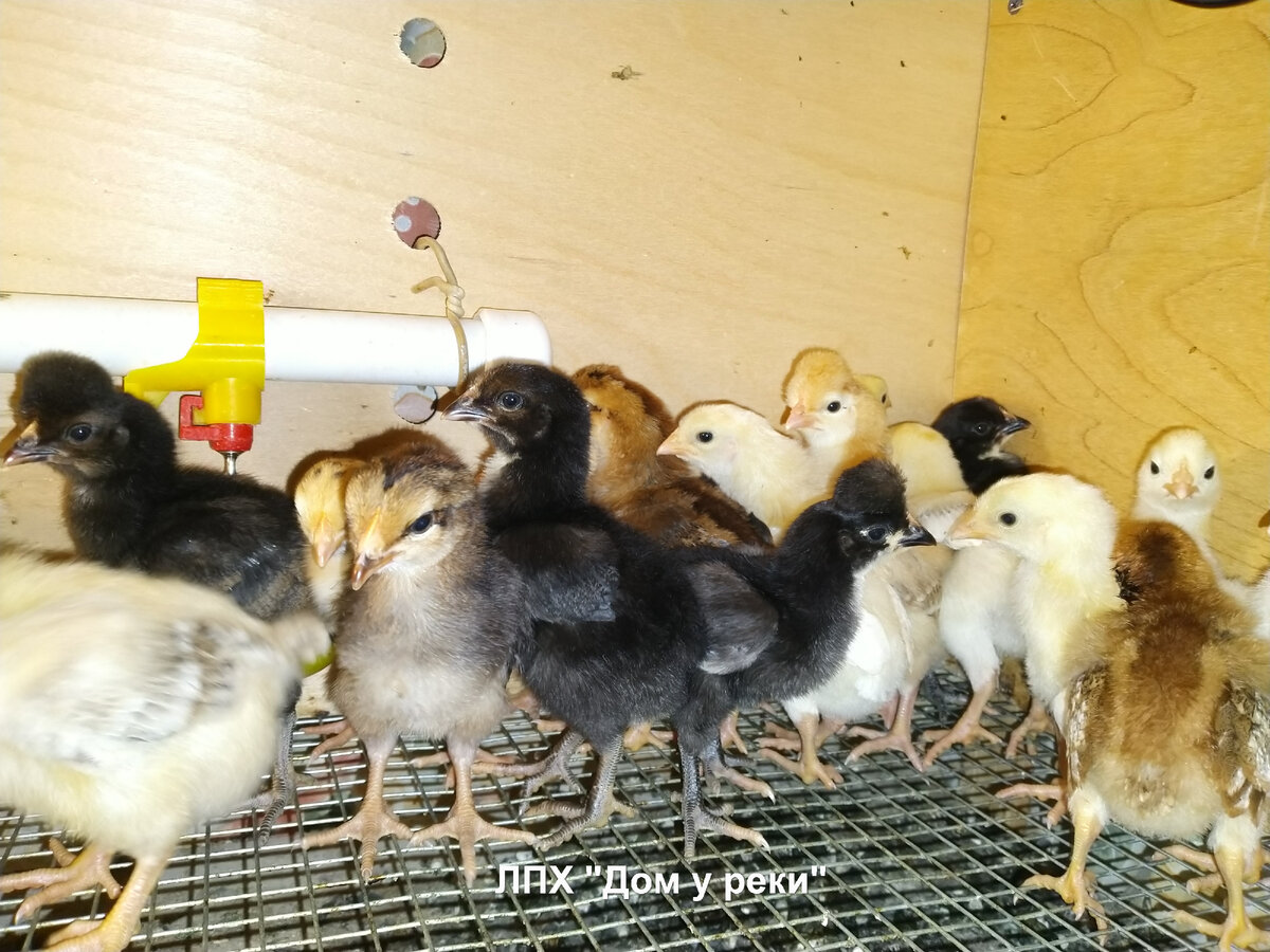 Кормление суточных цыплят: 7 подсказок для удачного начала