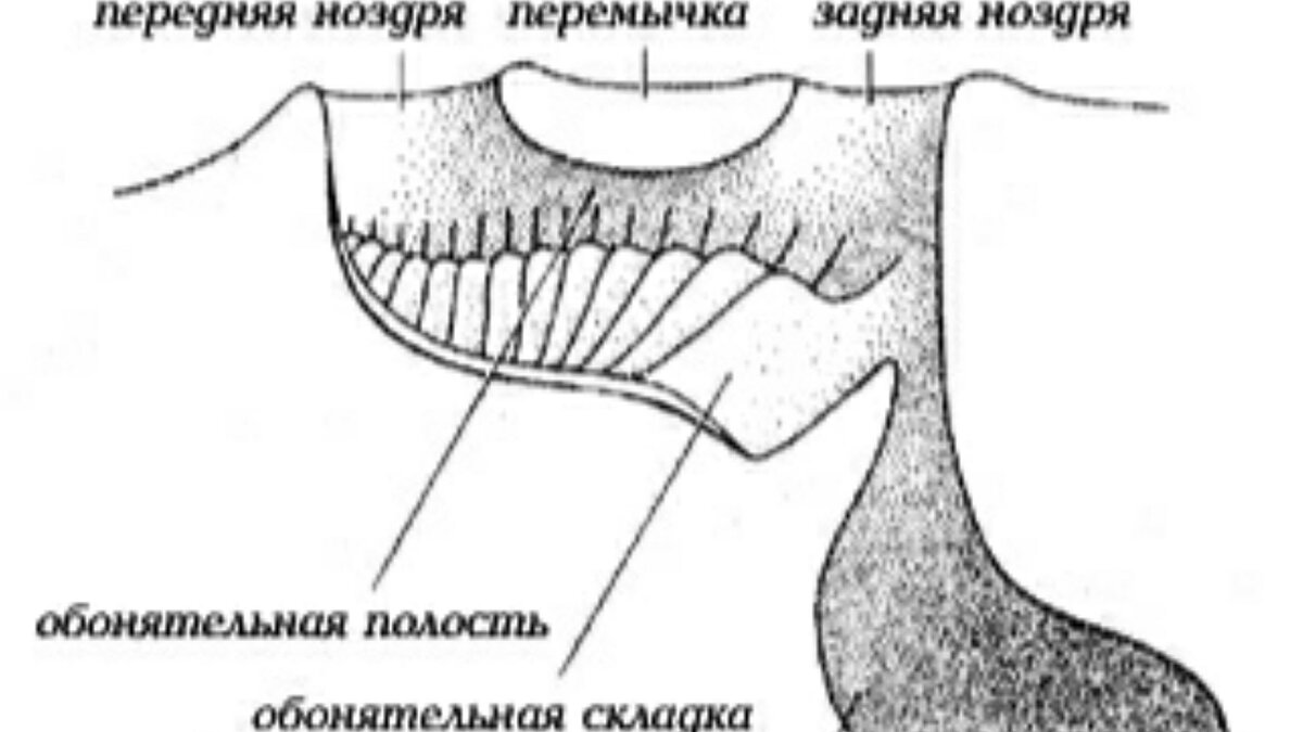 Какое значение имеет ноздри у рыб. Органы обоняния у хрящевых рыб. Строение обоняния у рыб. Строение ноздрей у рыб. Строение органа обоняния рыбы.