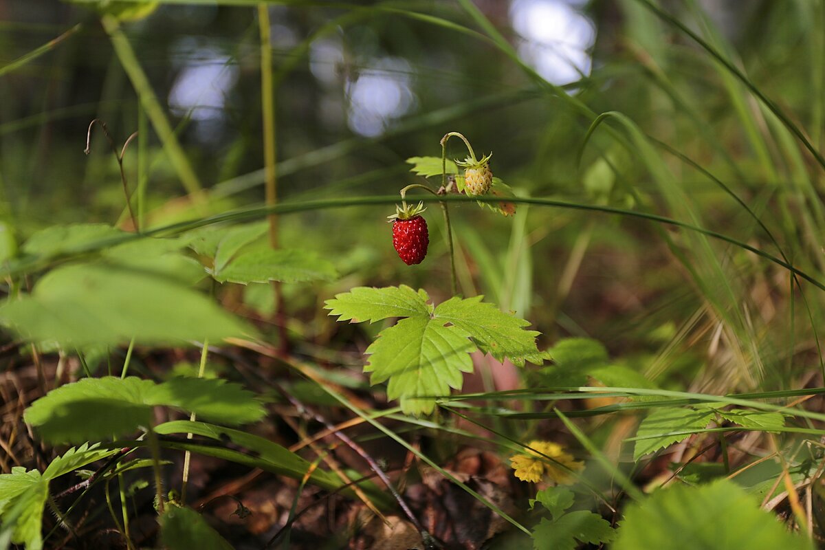 фотография с сайта pixabay.com