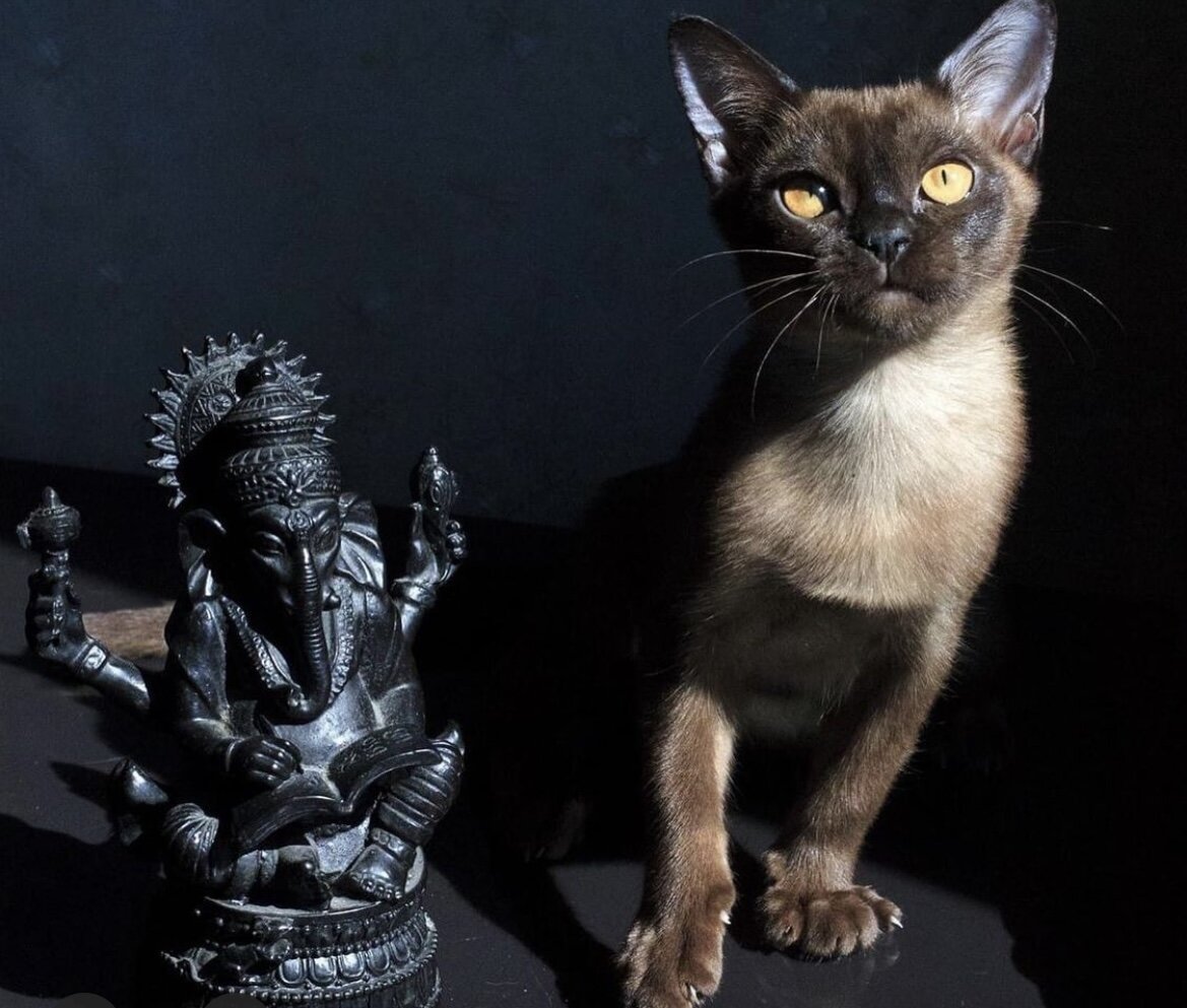 Jasper Burmese cats 