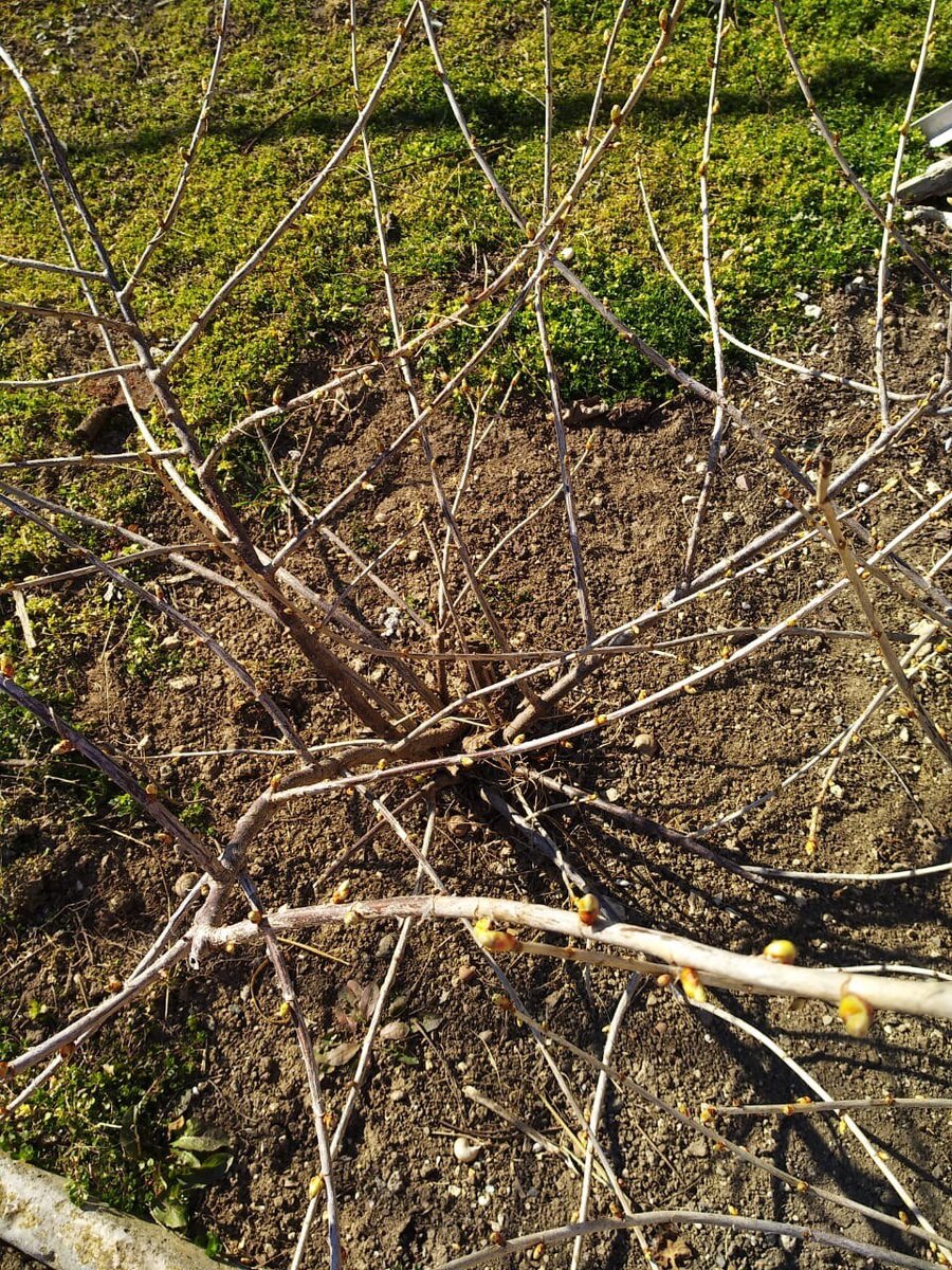 Вот уже первый претендент на подкормку