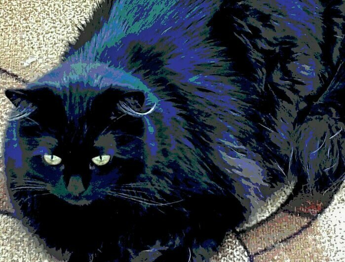 Самый добрый в мире Кот. Фотография из личного архива автора