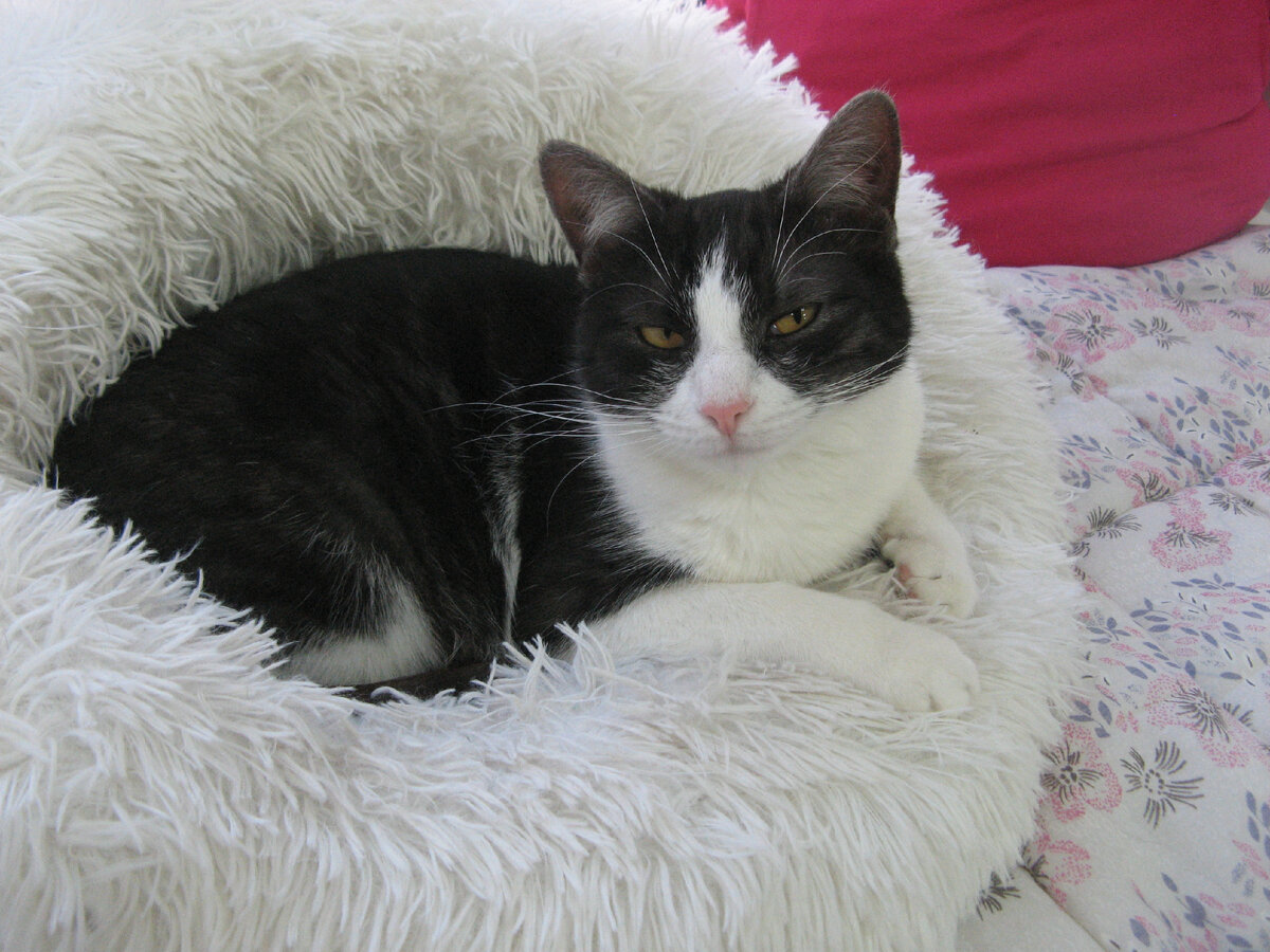 По правилам, котиков нельзя брать на руки, если они этого не хотят. Фото автора.