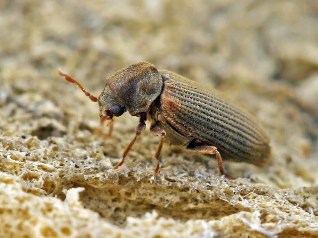 мебельный точильщик, фото из открытых источников