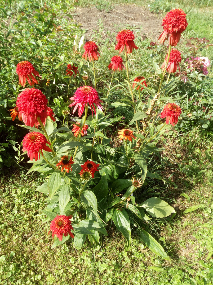 Долго цветущая эхинацея "Красная шапочка" Растет у нас в саду более 10 лет.