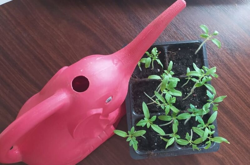 Вот из такой лейки с узким горлышком поливаю рассаду томатов.