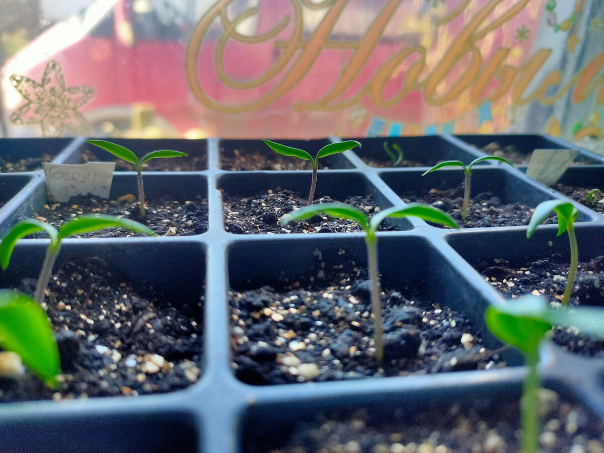 Фотография сделана автором канала "Девушка в зелёном саду 🍎"