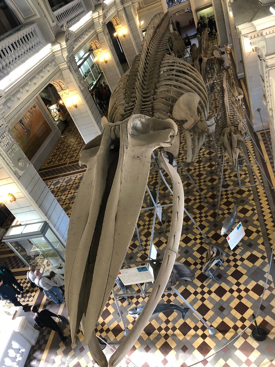 Скелет синего кита. Длина 27 метров. Его тушу выбросило на берег в Бельгии в 1827 году. Скелет демонстрировали во многих странах, но "осел" он окончательно в Петербурге.