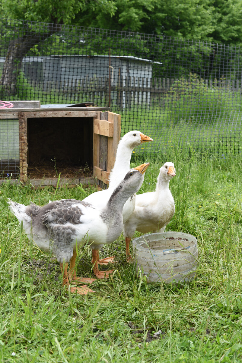 Подросли гусята
