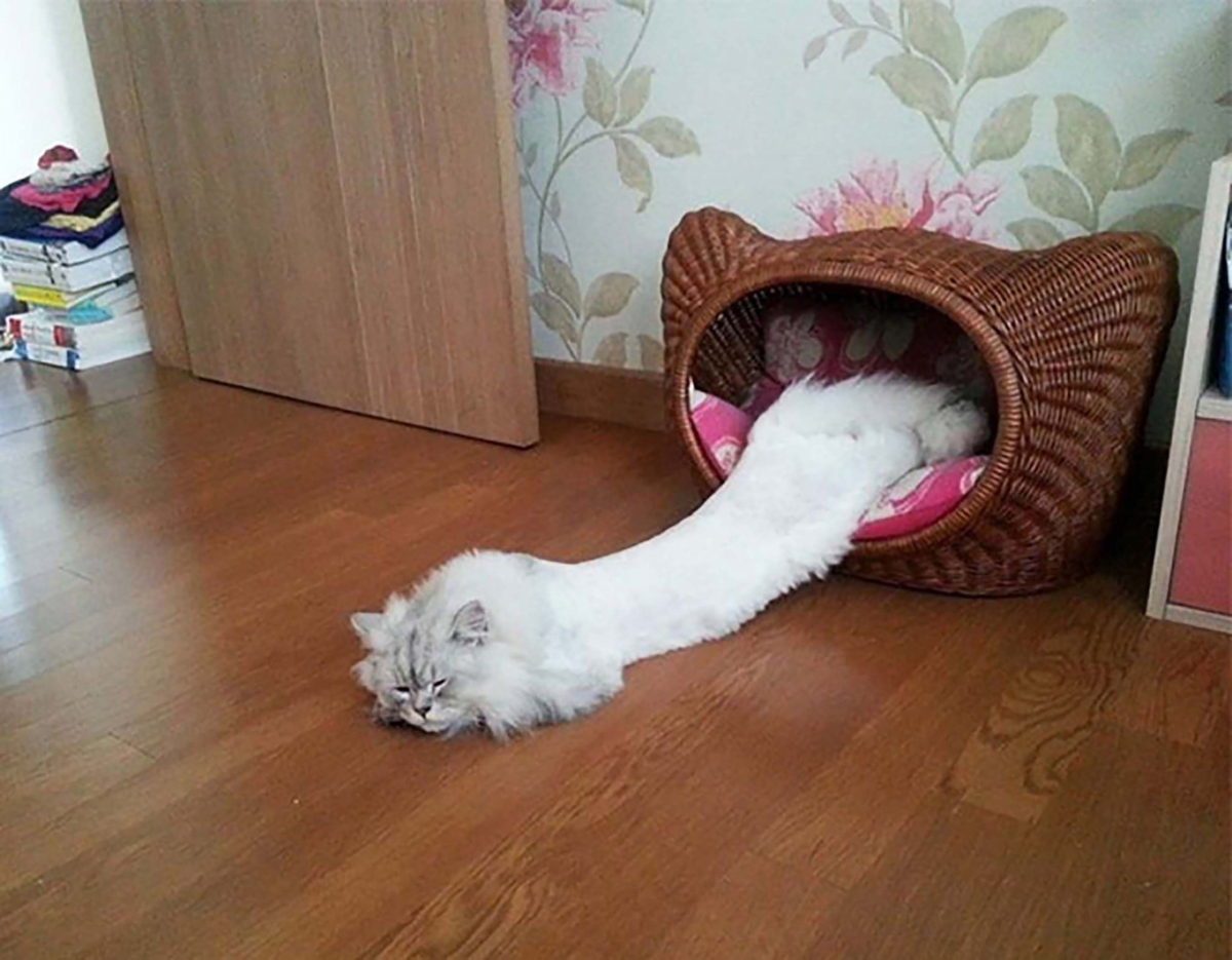 Почему коты — это жидкость? Как им удаётся пролезть даже в самые узкие  щели? | Книга животных | Дзен