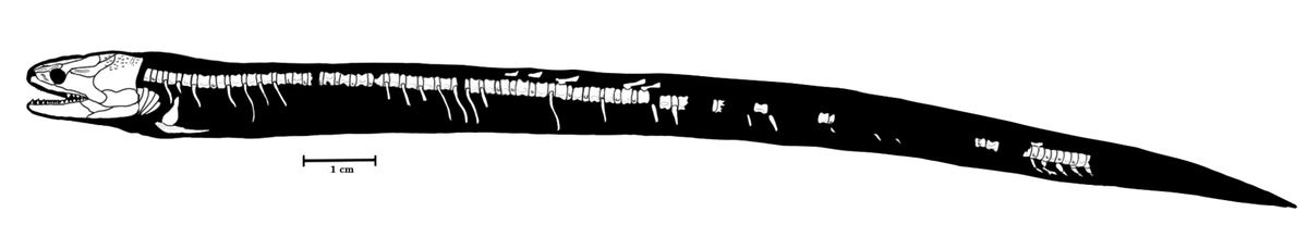 Скелет ахеронтиска (Acherontiscus caledoniae Carroll, 1969). Отчётливо виден пояс конечностей. Всего у него