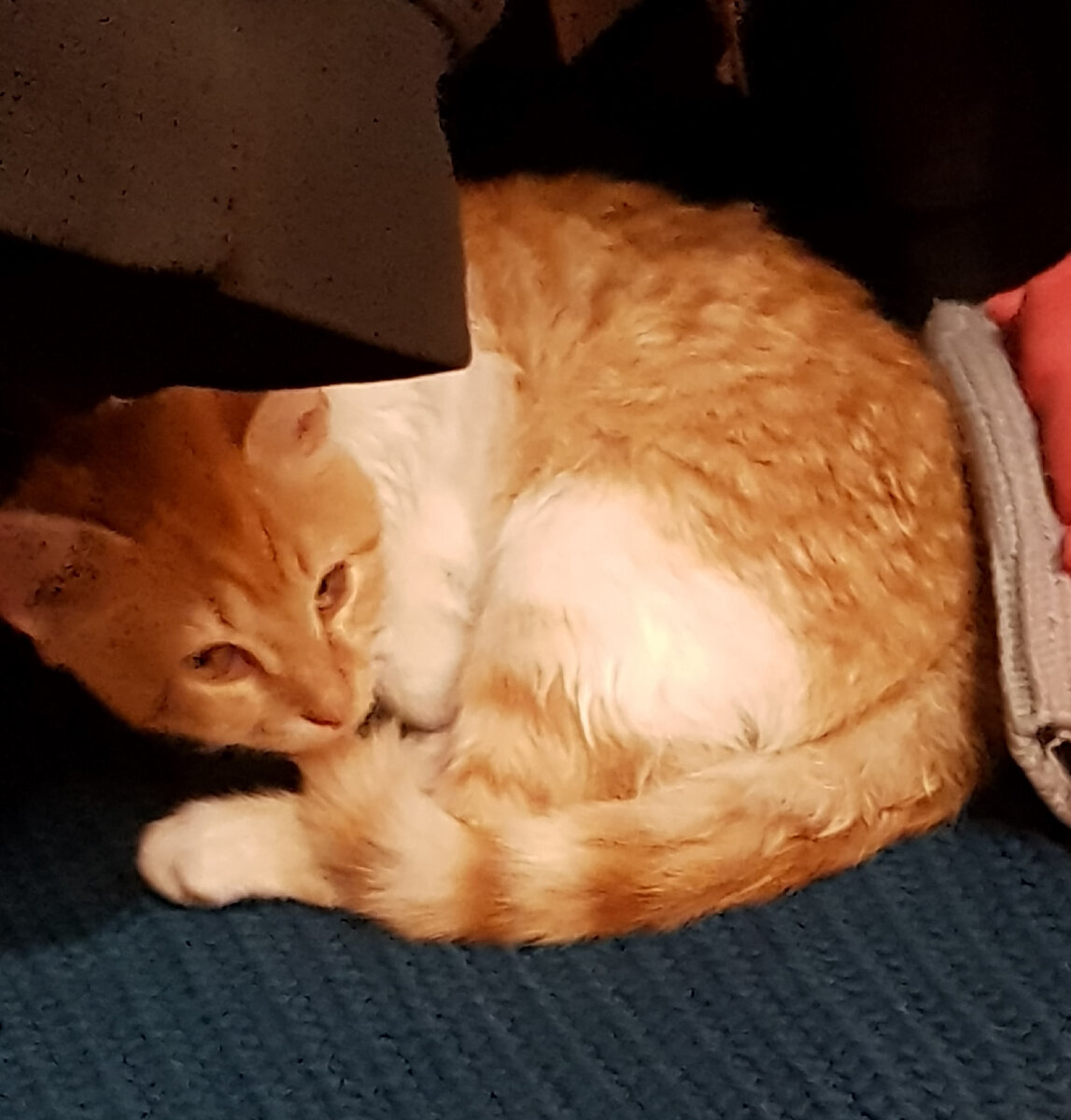 Котенок, первый день дома (фото из личного архива)