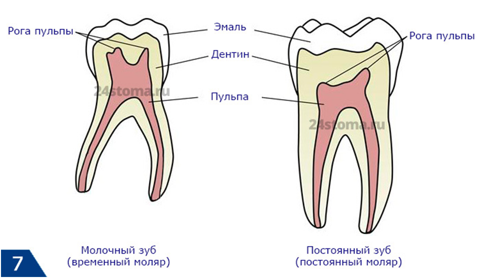Почему зубы отличаются. Строение молочного зуба отличие от постоянного. Временные и постоянные зубы сравнение. Различия молочных и постоянных зубов. Строение молочного зуба и коренного.