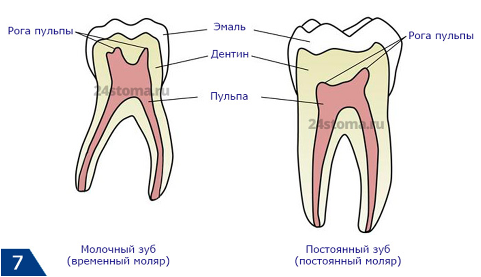 Почему зубы отличаются между собой. Строение молочного зуба отличие от постоянного. Временные и постоянные зубы сравнение. Различия молочных и постоянных зубов. Строение молочного зуба и коренного.