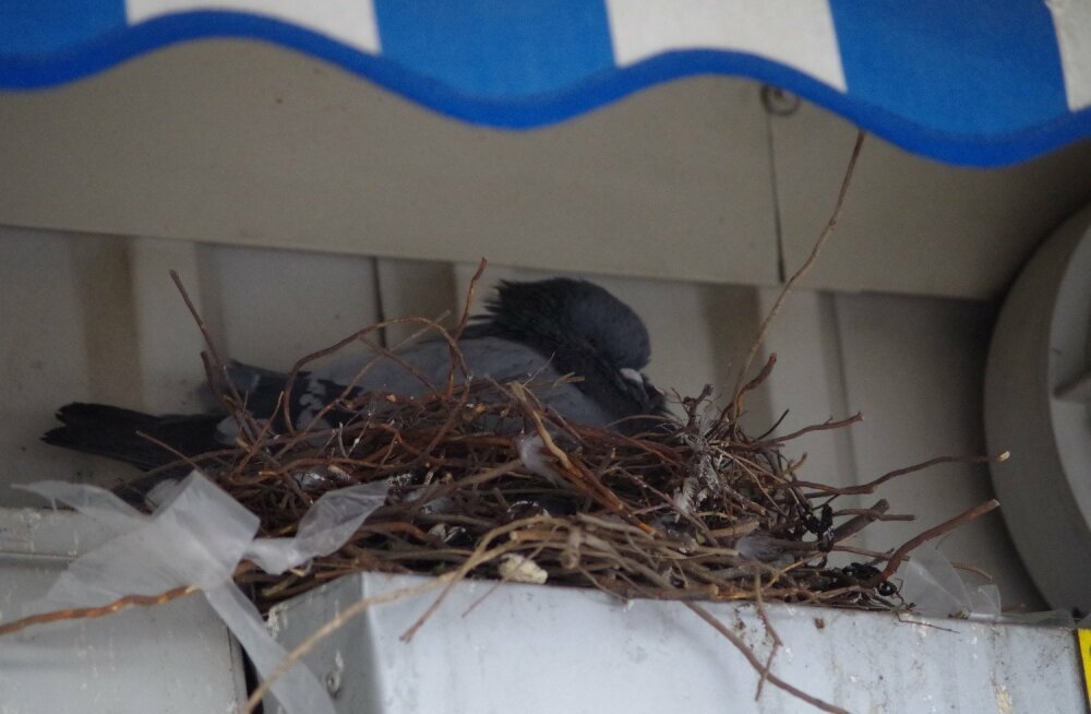 голубь гнездование. голубиное гнездо. размножение голубей. в москве расплодились голуби. гнездо городского голубя.