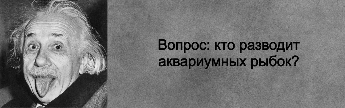 Эйнштейн в год спал 3 часа. Сколько и как спал Эйнштейн.