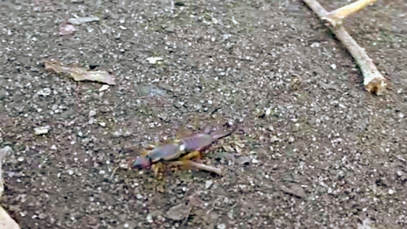 Знакомьтесь- уховёртка, её не любят и боятся | ЖИВОТНЫЙ МИР | Дзен