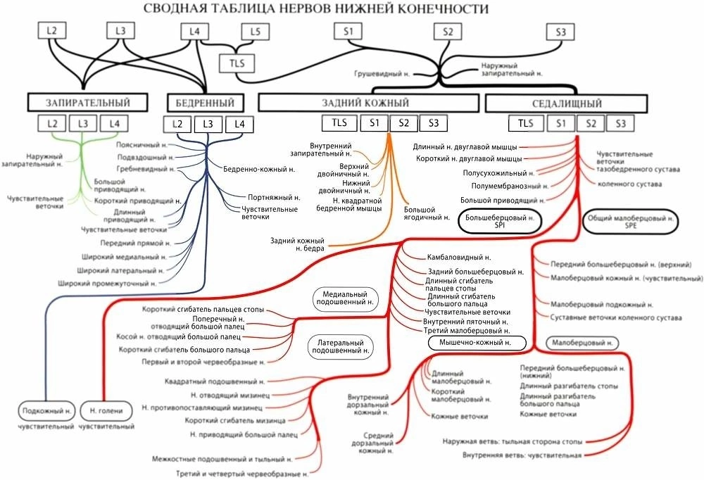 Иннервация стопы схема