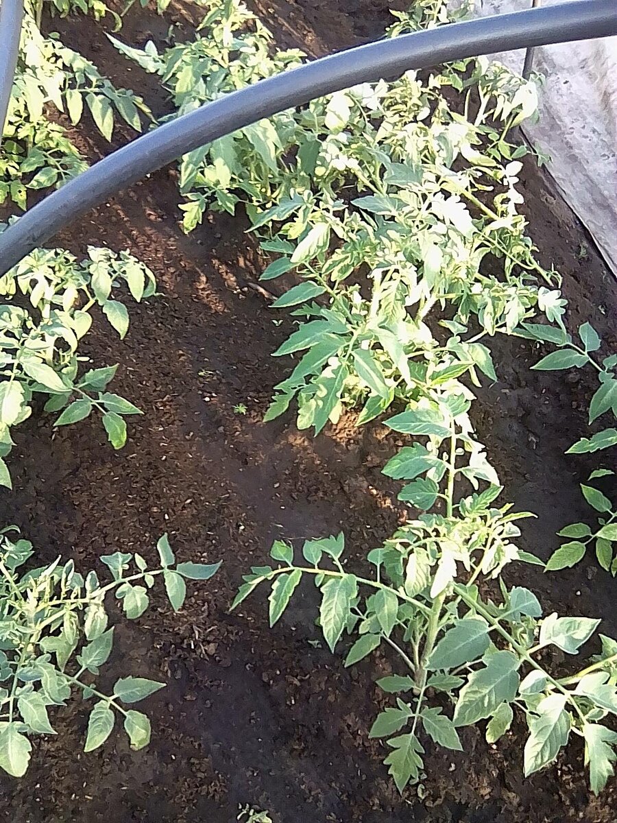 Мои томаты высажены под укрывной материал. 