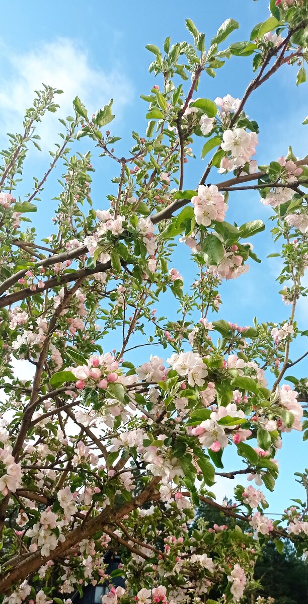 Вот такая картина в окне