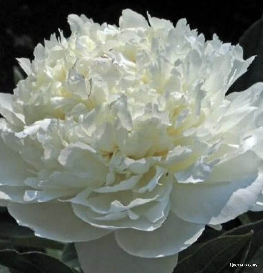 Пионы: dodrelyabi - ЖЖ