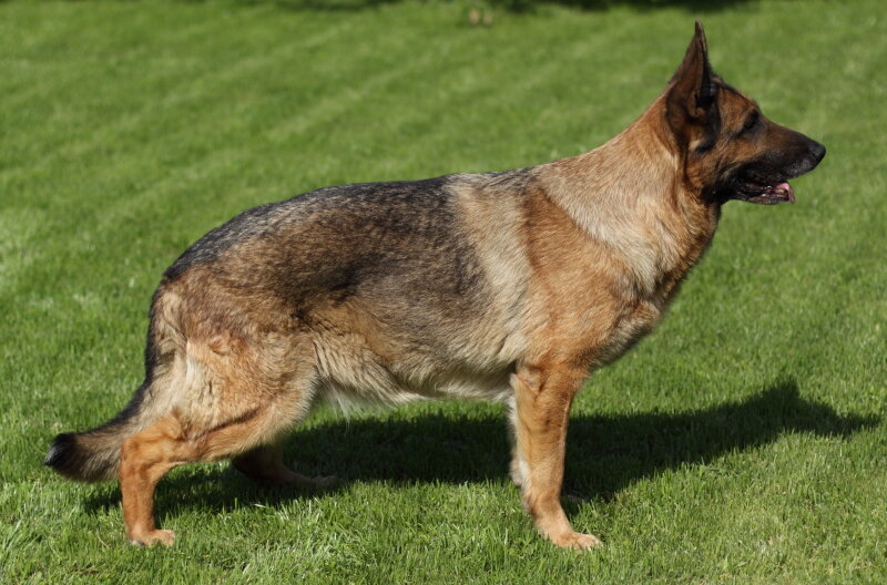 Ханна ф.д. Бастиле.