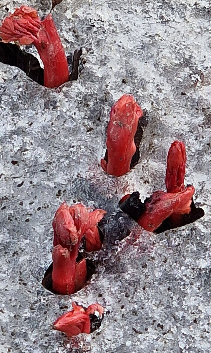 Садовые пионы ранней весной. Фото автора.