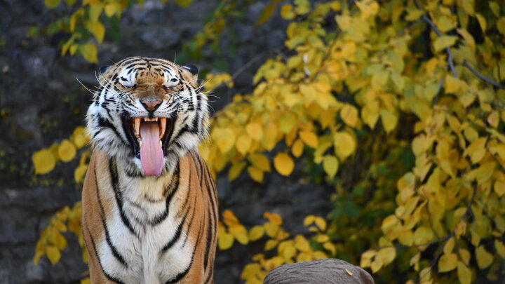 KOMSOMOLSKAYA PRAVDA/GLOBAL LOOK PRESS