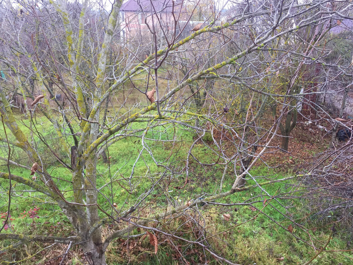 крымский карел дзен