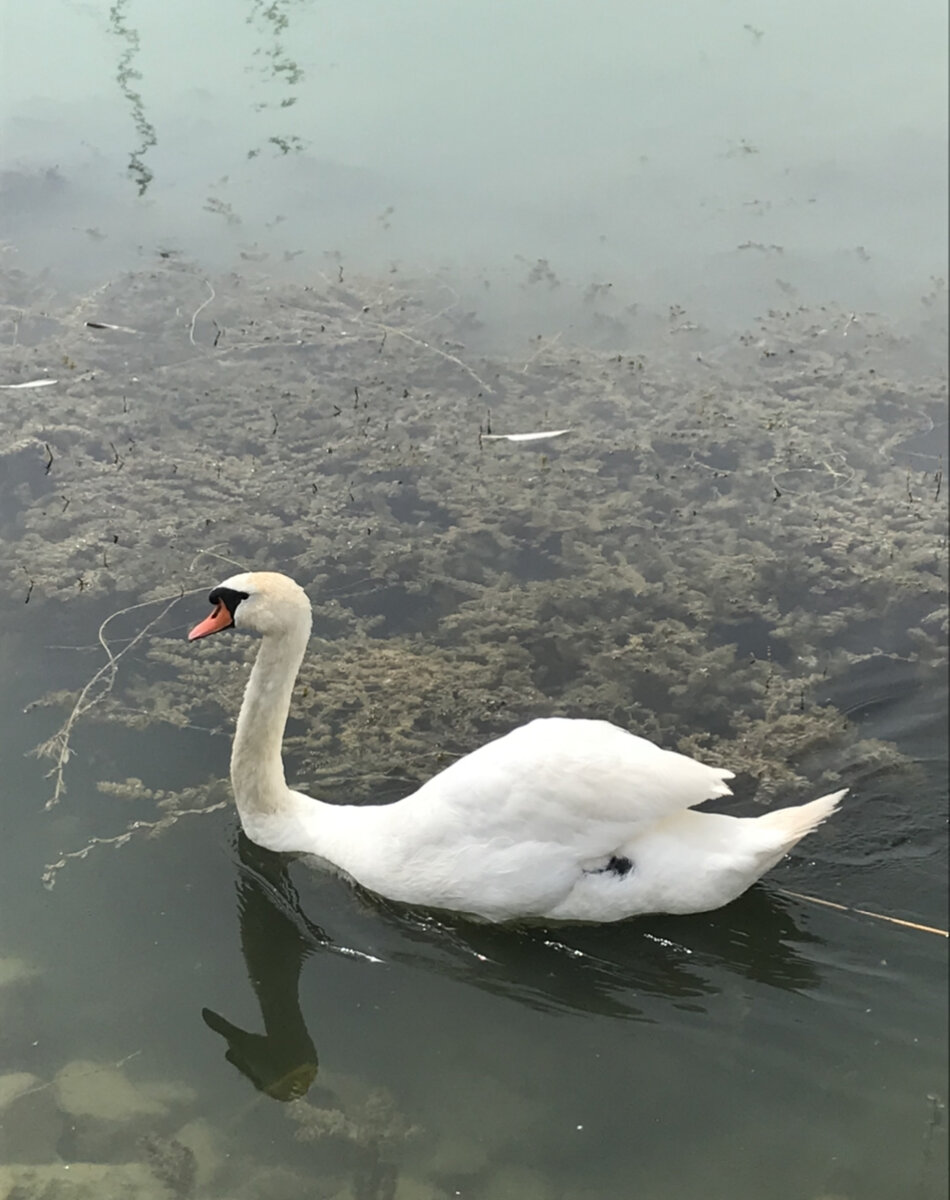 Фотография автора. Лебедь, к сожалению, пока один. 